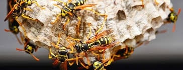 Group of wasps building and tending to a papery nest structure with yellow and black striped bodies visible