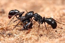 Two black ants on sandy ground, showing detailed close-up view of their bodies and antennae