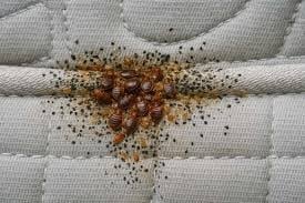Cluster of bed bugs on white quilted fabric surface showing infestation evidence