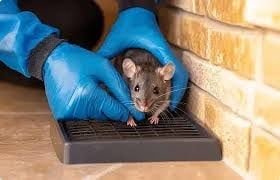 Person wearing blue gloves holding a brown rat on a black mat indoors