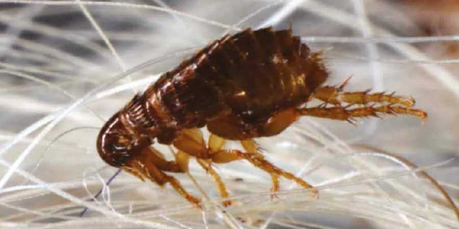 Close-up of a flea with dark brown body and tan legs on a white fibrous surface