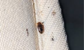 Close-up of a bed bug on beige fabric next to a dark surface
