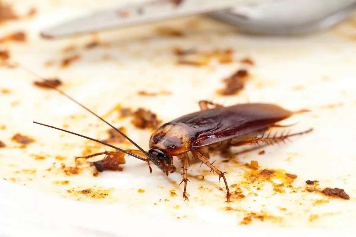 Brown cockroach surrounded by food crumbs on a light surface