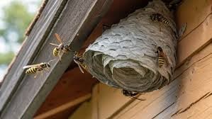 Papery gray wasp nest attached to a wooden beam or overhang near a window