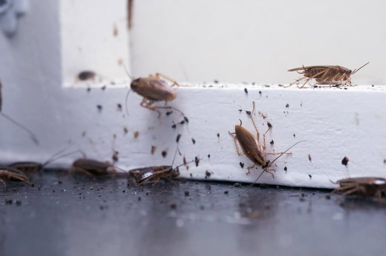 Multiple cockroaches on and around a white baseboard corner with droppings visible on dark floor
