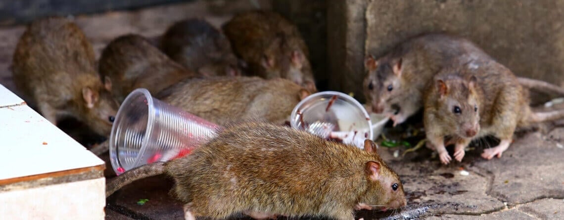 Group of rats on ground, one near an overturned metal can, others standing and watching nearby