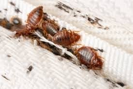 Three bed bugs on a white textured surface, showing their reddish-brown bodies and flat oval shapes
