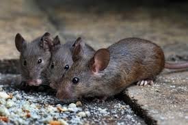 Two gray rats eating scattered seeds and food debris on ground