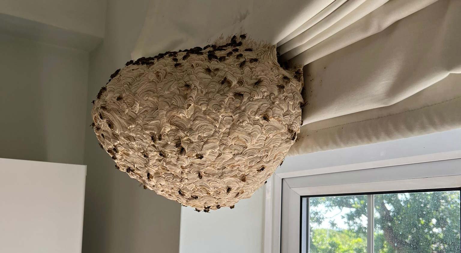 Wasp nest hanging from ceiling corner inside a room with white trim and window visible
