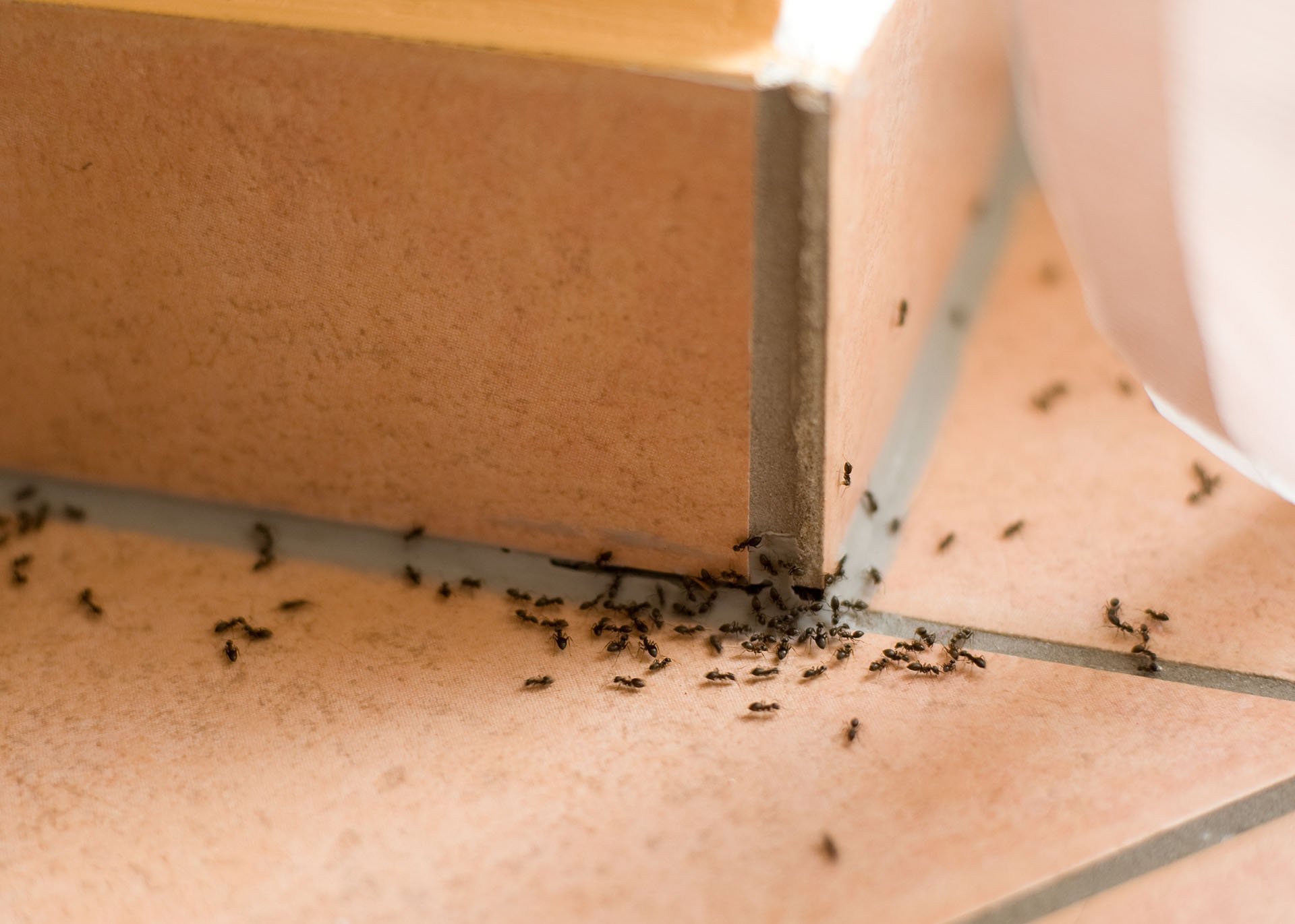 Close-up of ants trailing along the baseboard and tile floor near a wall corner
